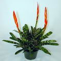 Vriesia Splendens